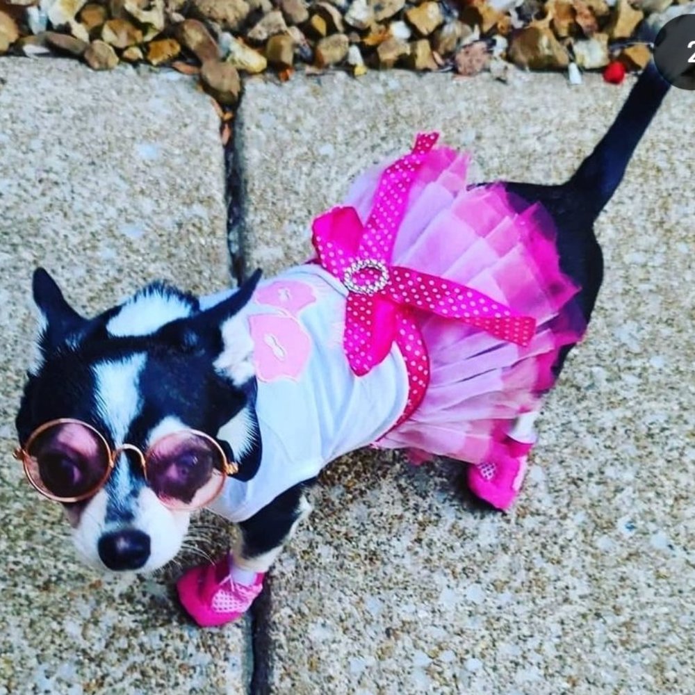 Meet your Posher, Minerva